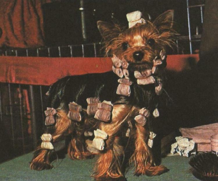 Декоративная собака у парикмахера